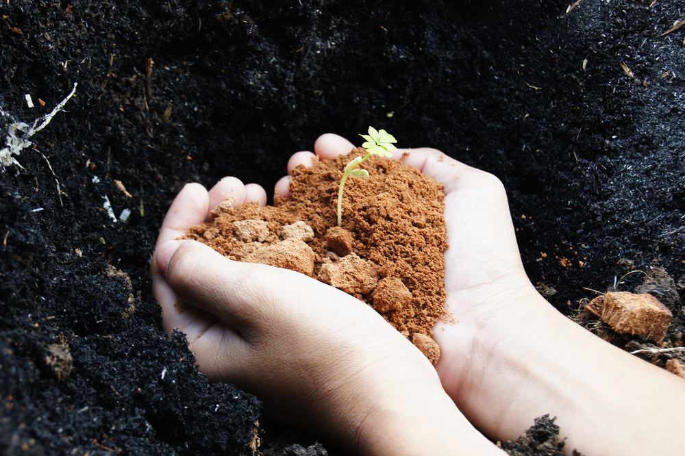 How to choose high-quality topsoil