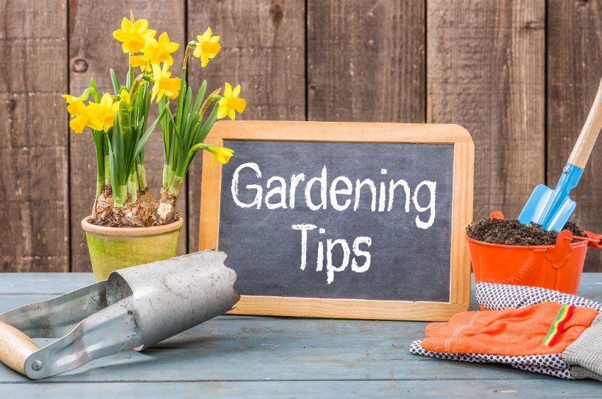 Late Summer Gardening Tips